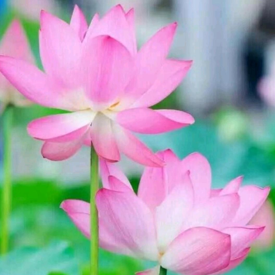 @微笑♥(｡￫v￩｡)♥前行