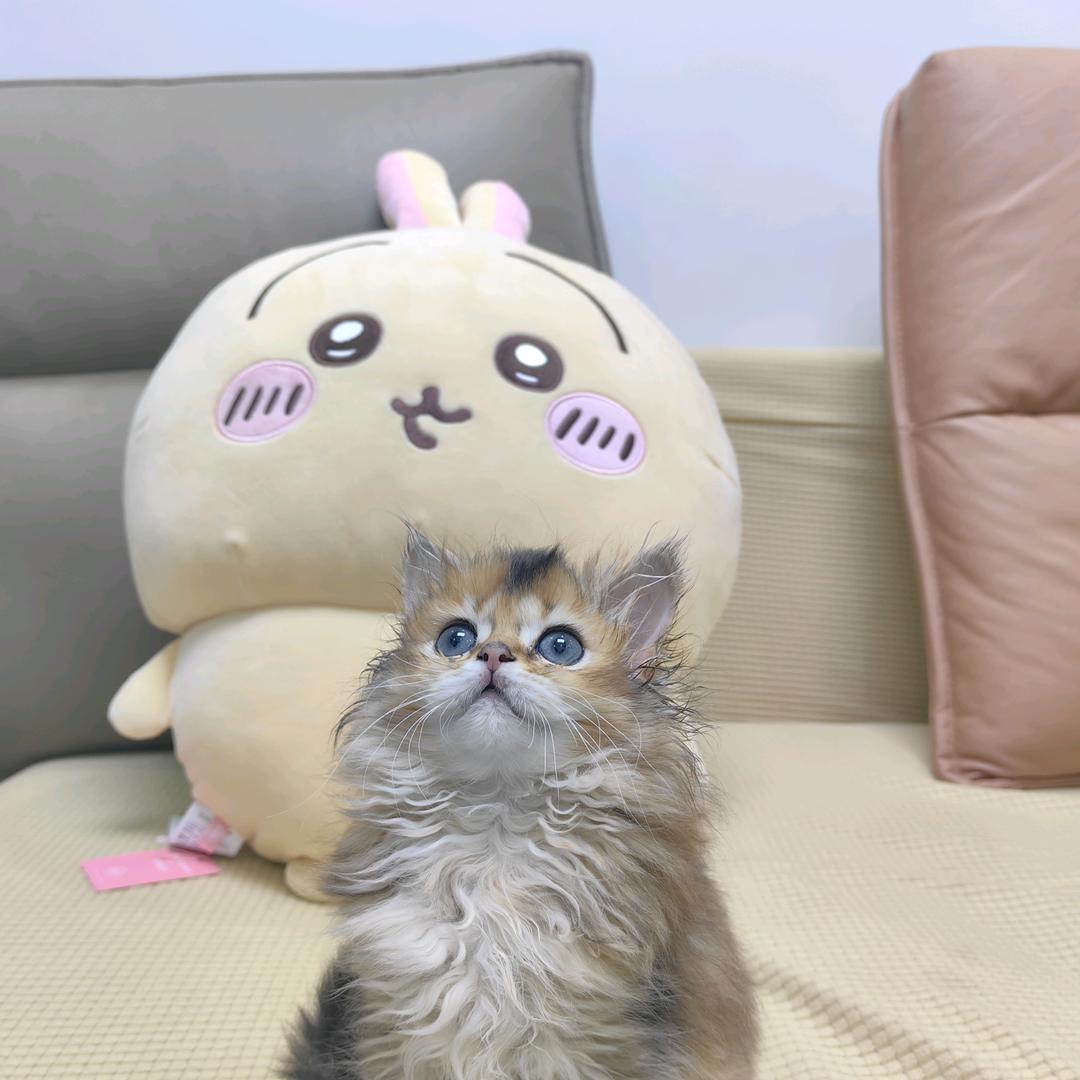 塔防精灵-小罗.