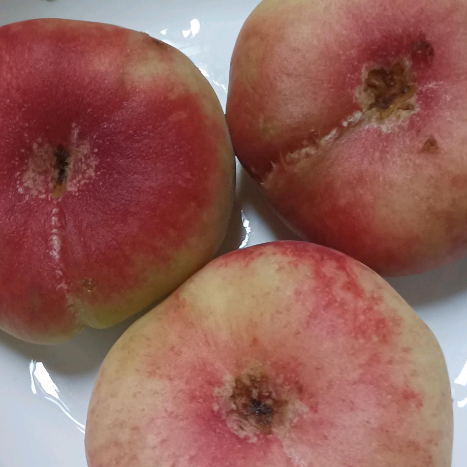 黑牡丹