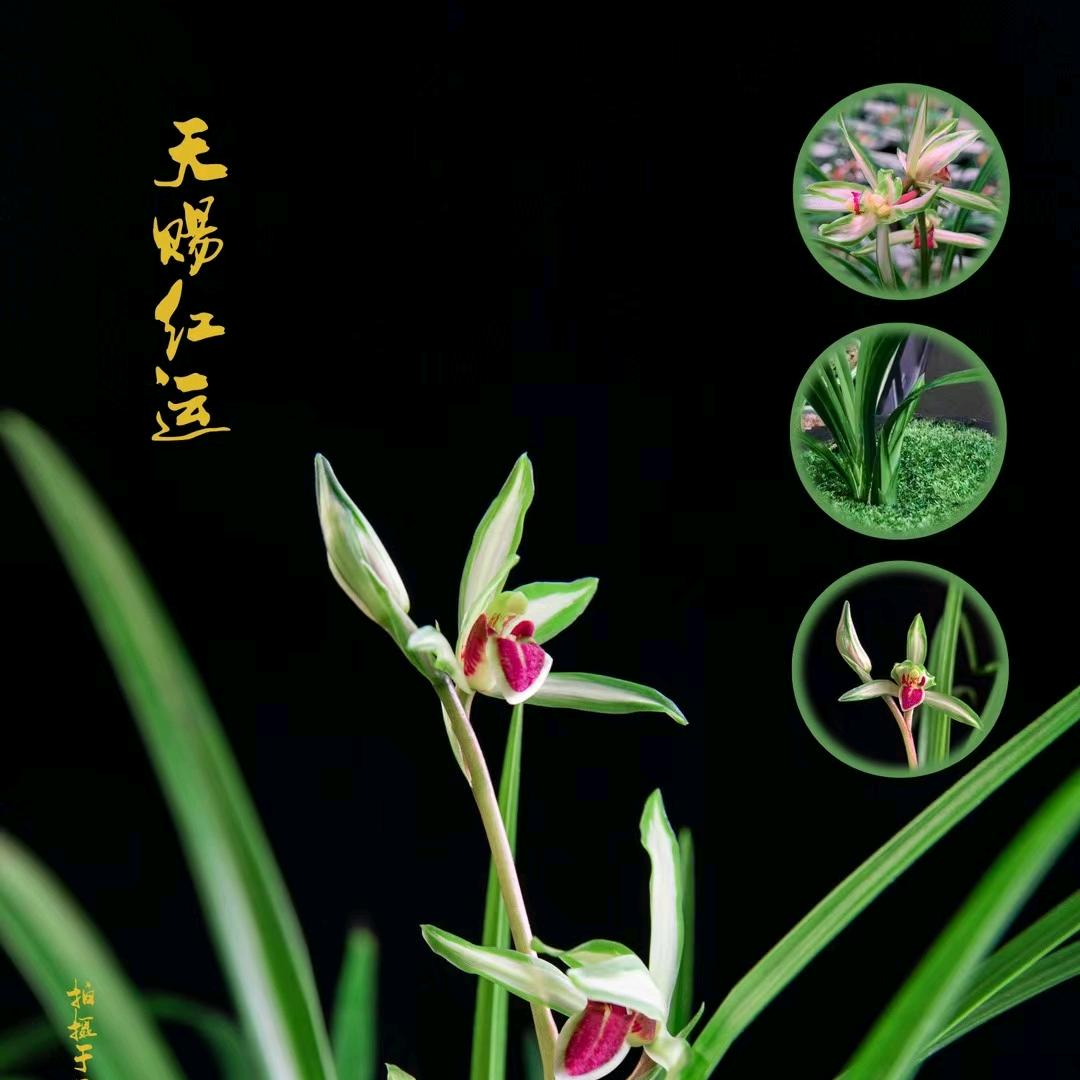 赵德国
