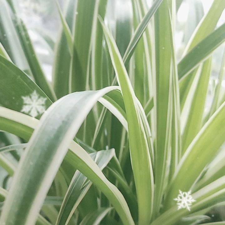 燕子