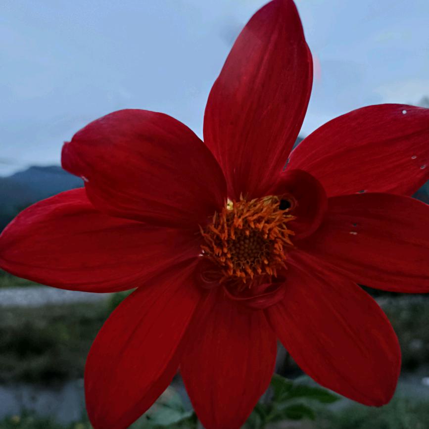 好运连连🌸🌺❤️