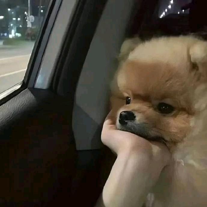 摆烂小鱼