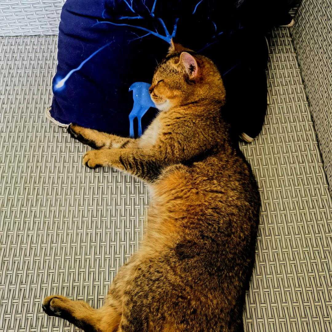 爱煮不爱说的 强