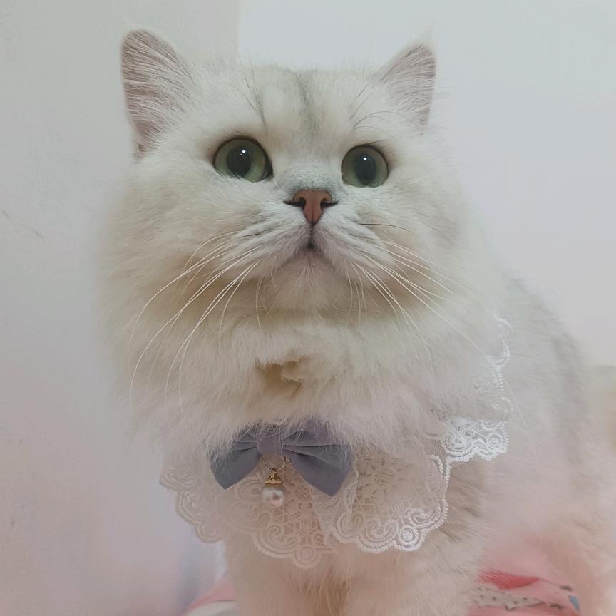 家有两只小猪咪