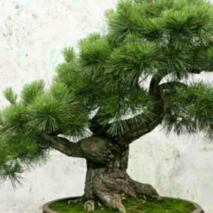 青春常乐