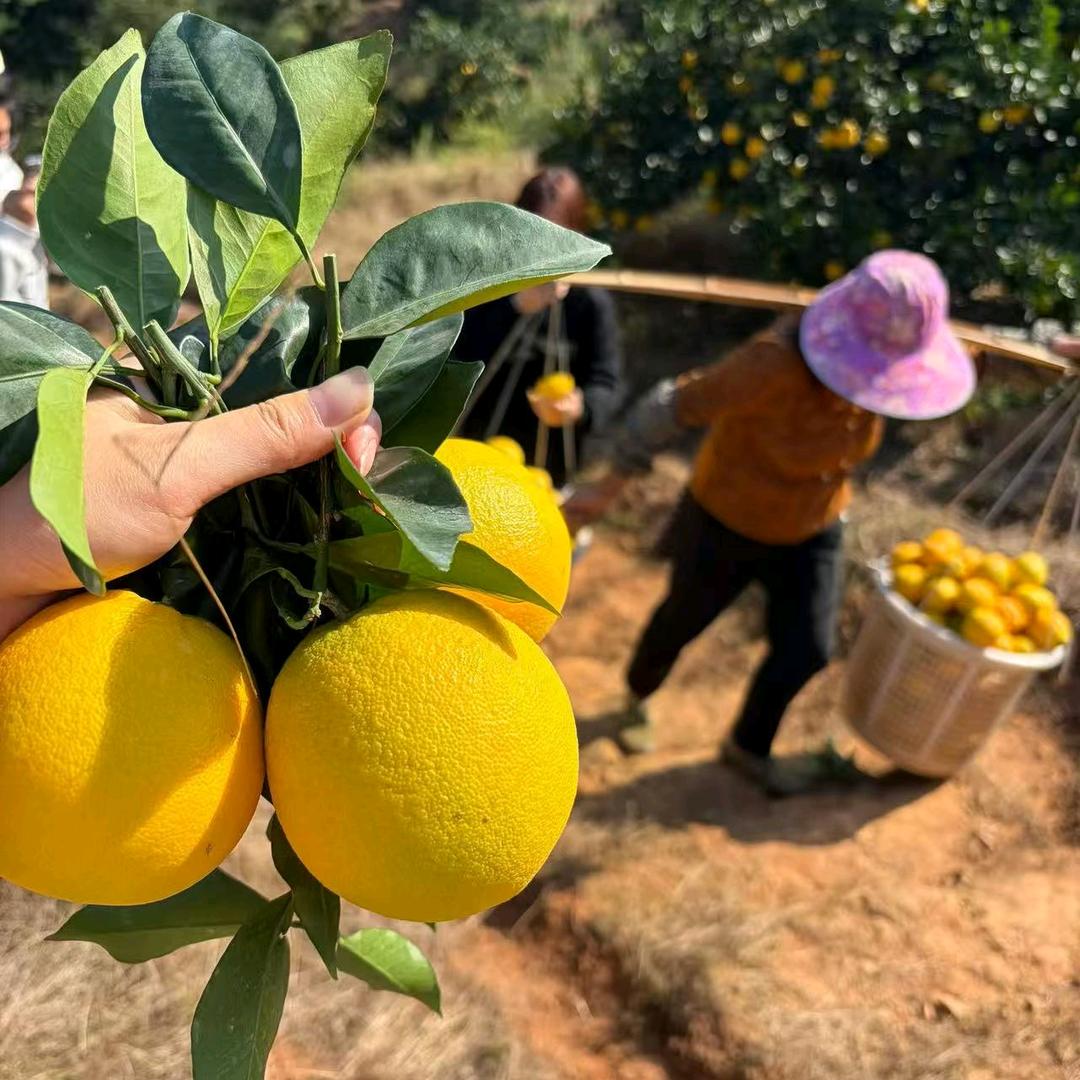 橙子橘子柚子🍊