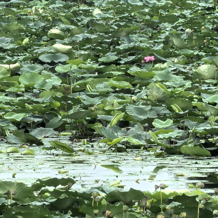 🌺萍姐