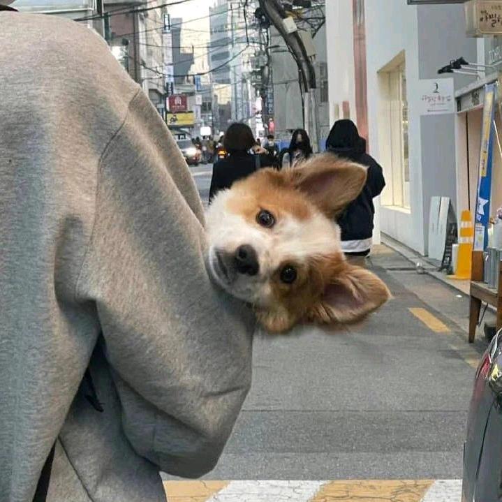 小包的包