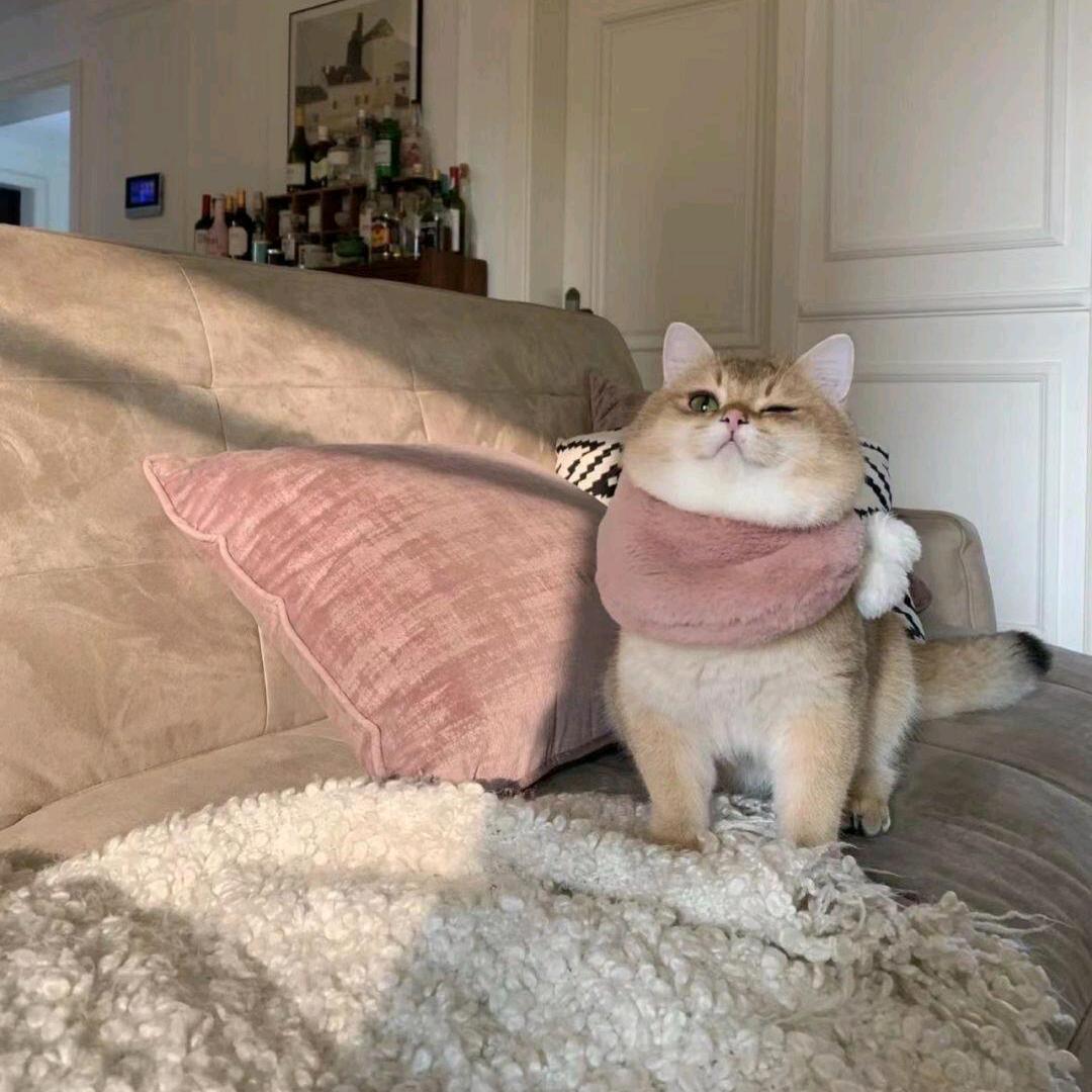 失眠吐司⁸⁸⁰⁸⁰