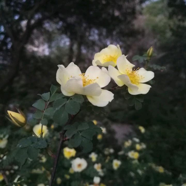 地主王