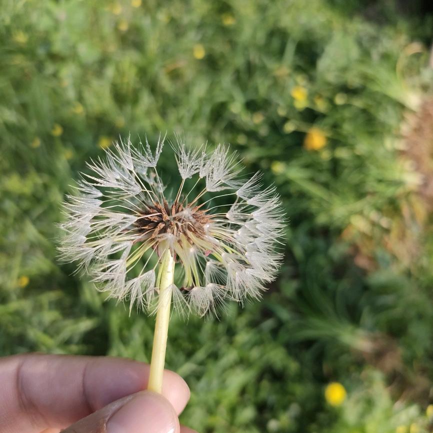 鲸鱼
