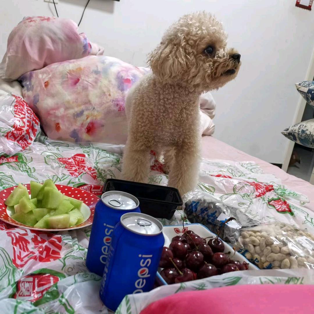 丁丁是个泰迪熊