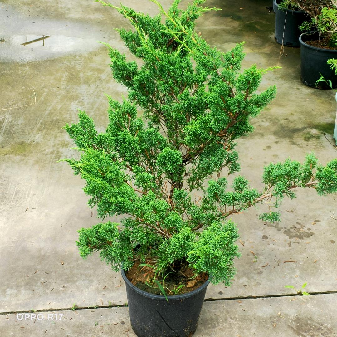 沭阳县秀泽园林苗木