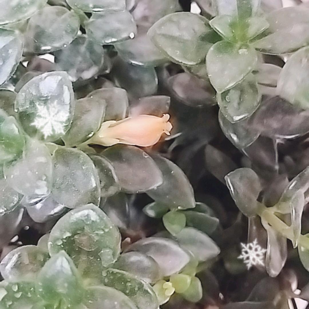 叫我♥♥会会♥♥呀✔