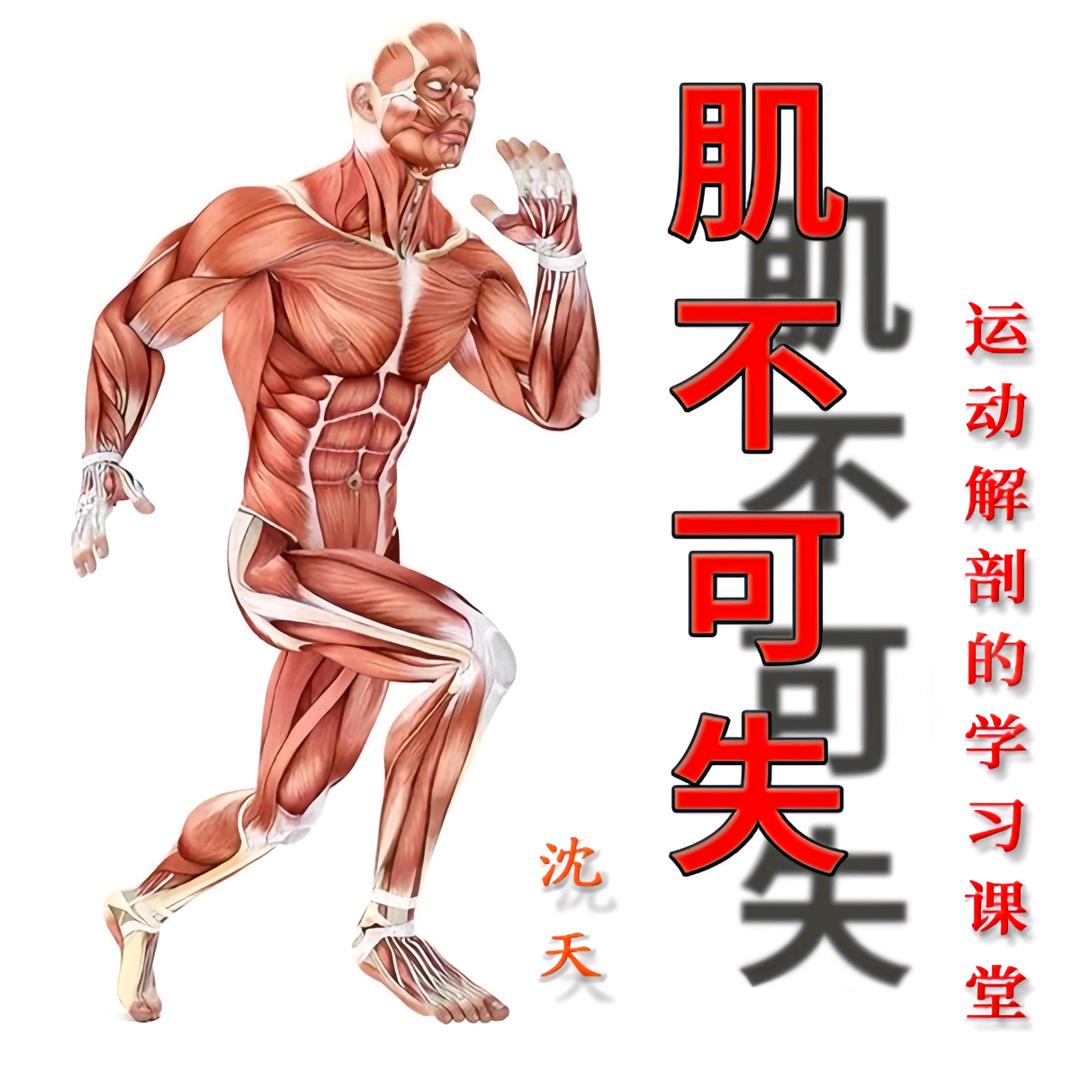 肌不可失说解剖