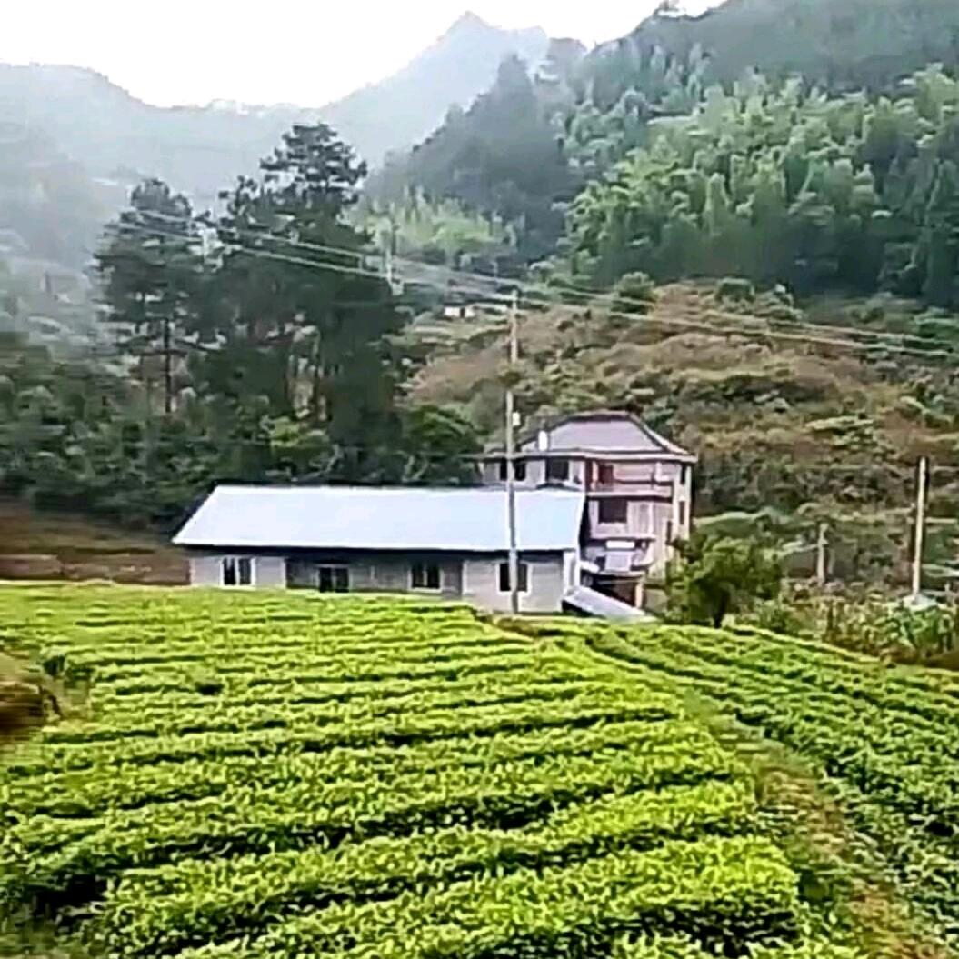 松阳县鑫盛茶厂