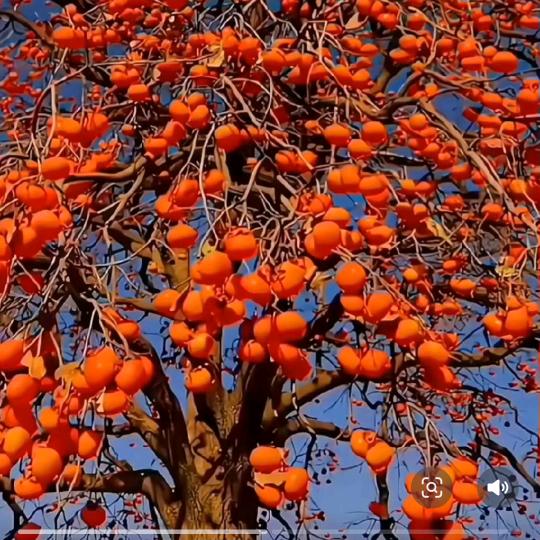 💦☔️☔️月亮代表我的心☔️☔️💦