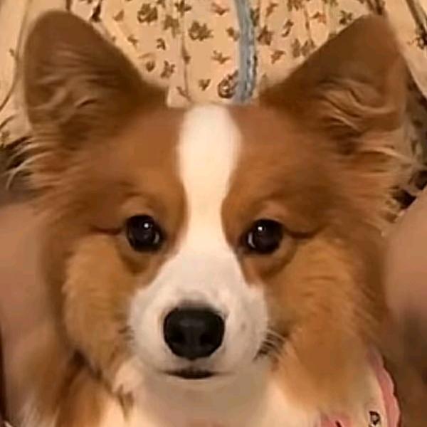 清澈的爱，只为中国