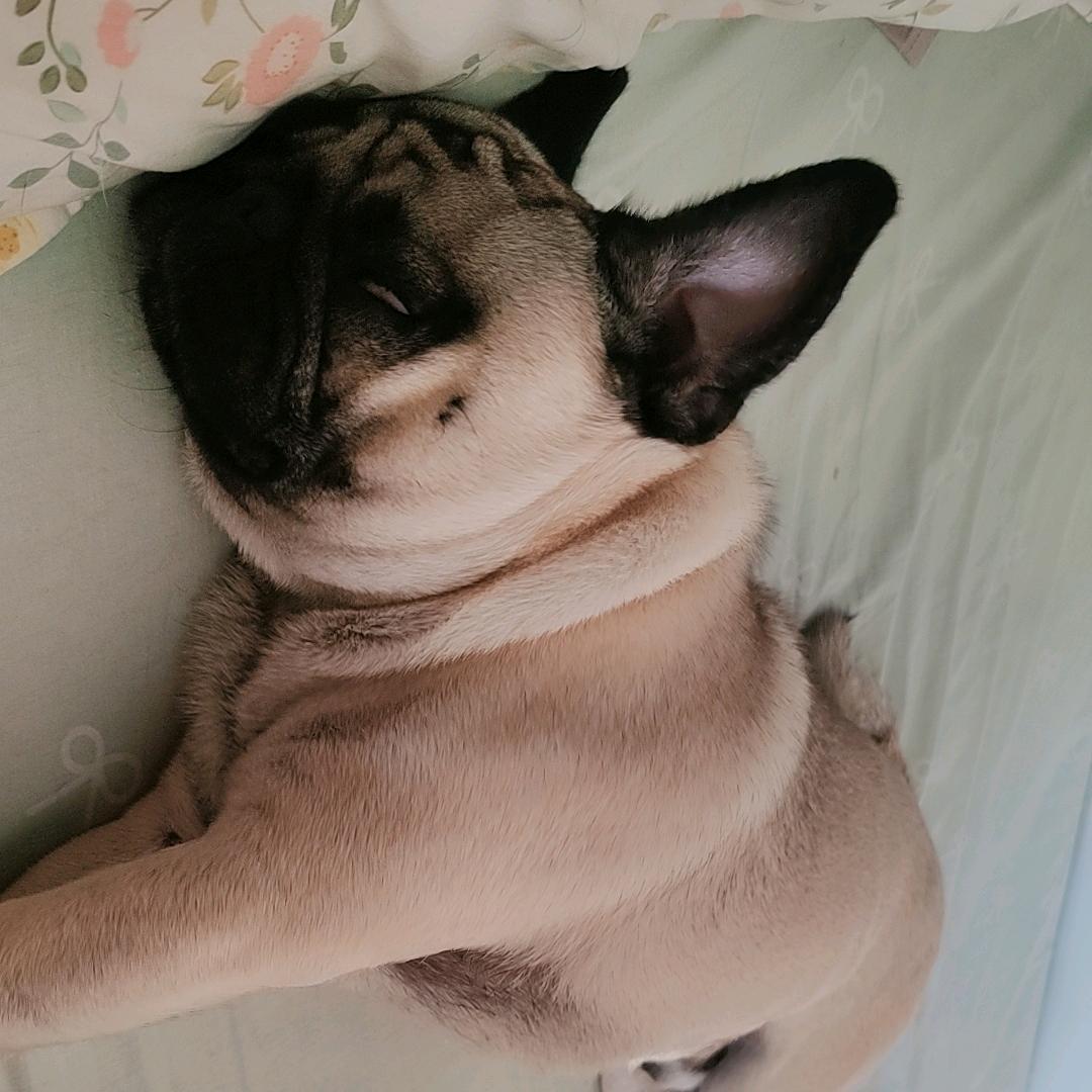 🌸小小黑