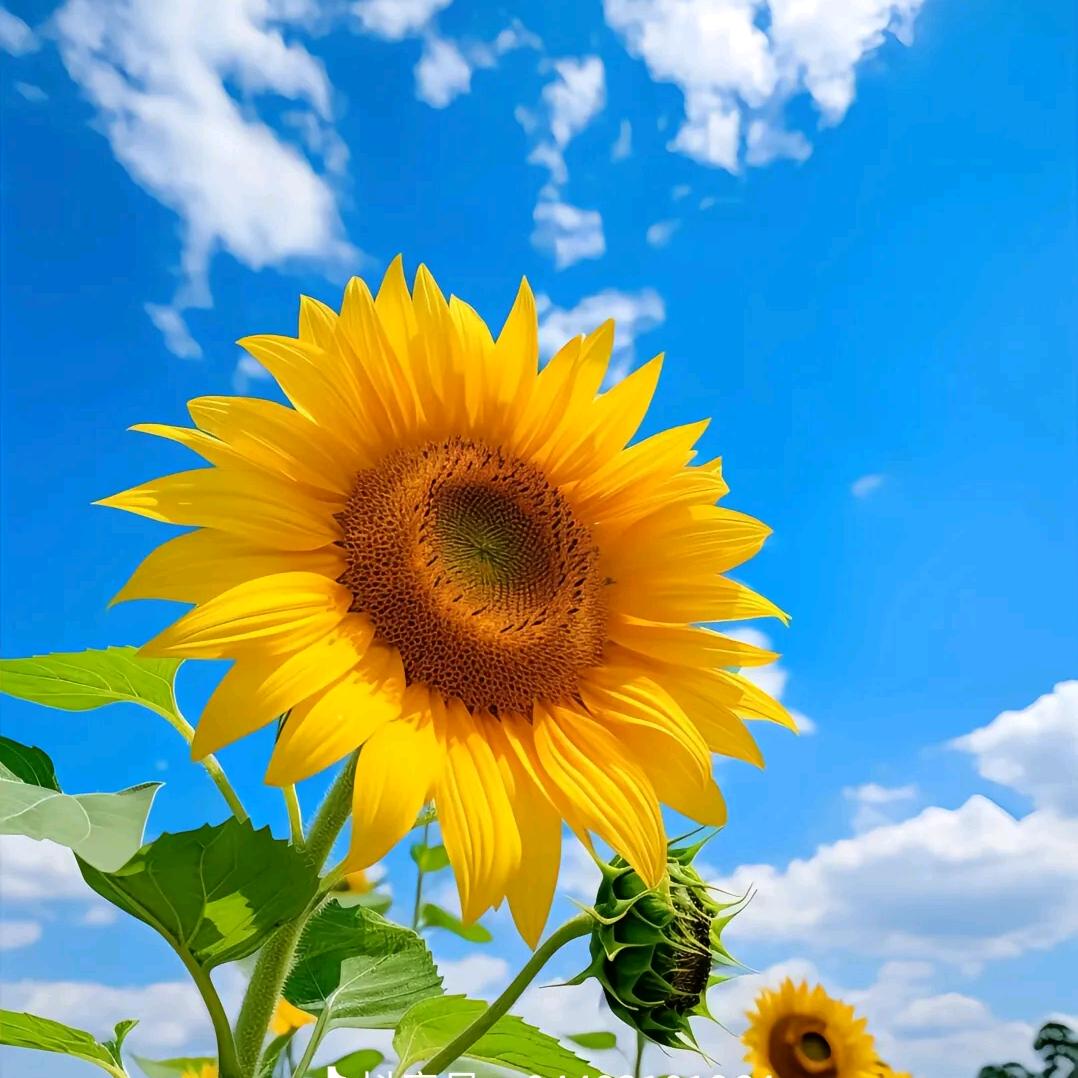 向日葵🌻