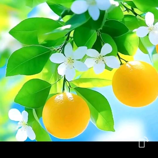 老王影视