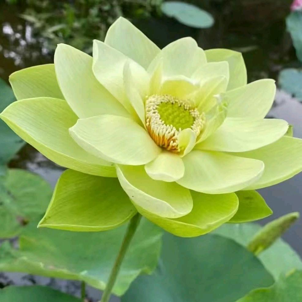 三岁