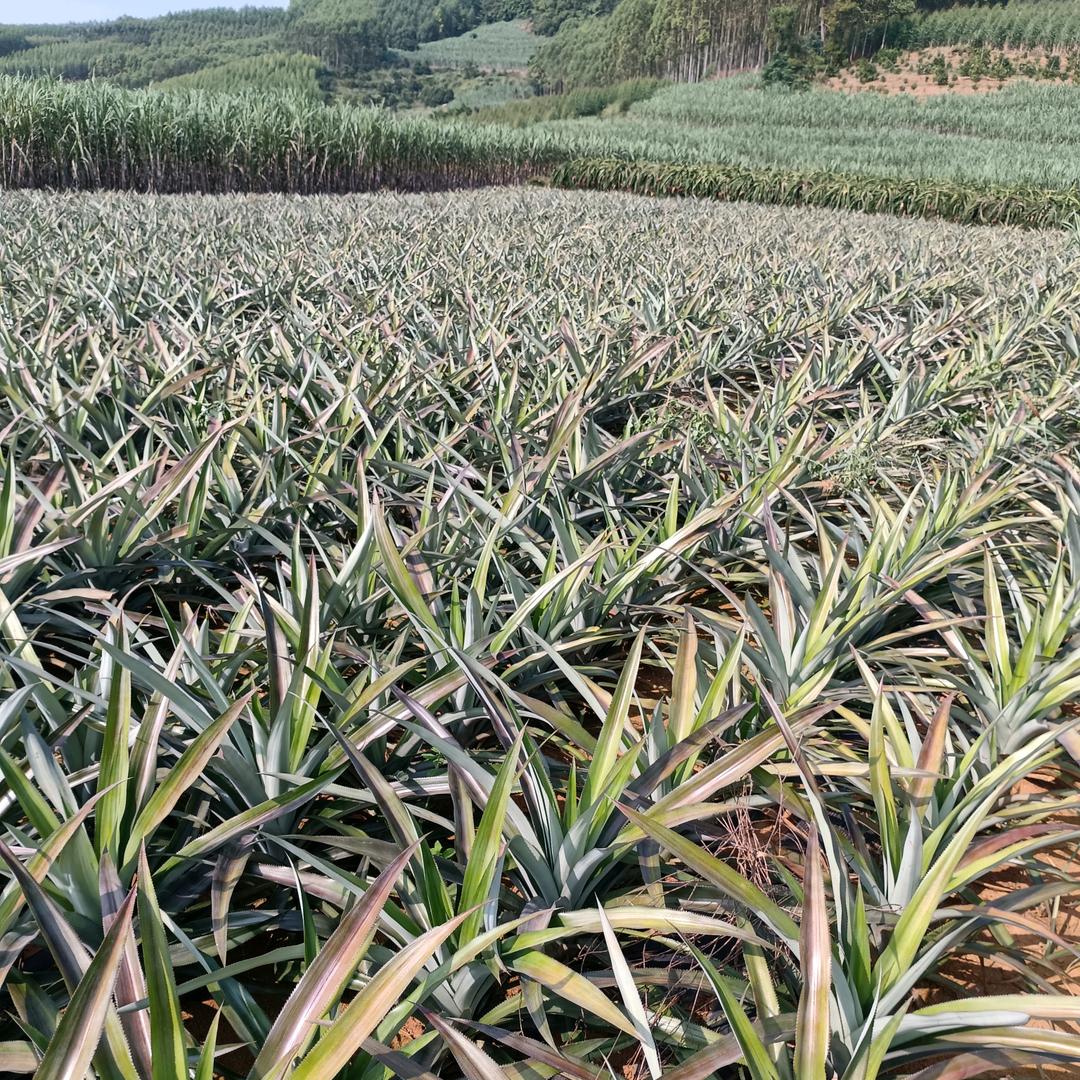 🍍密🍍
