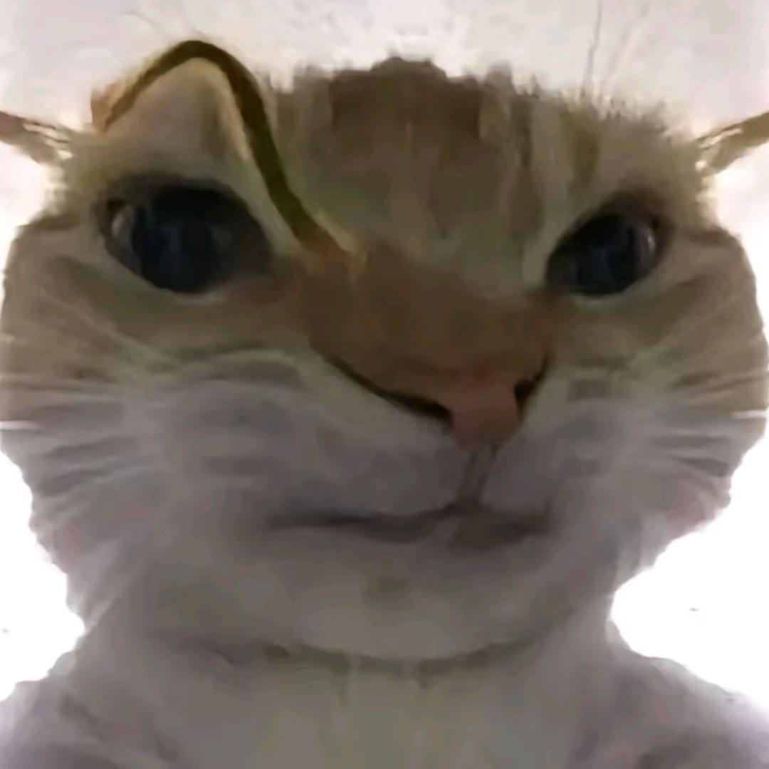 鼠鼠
