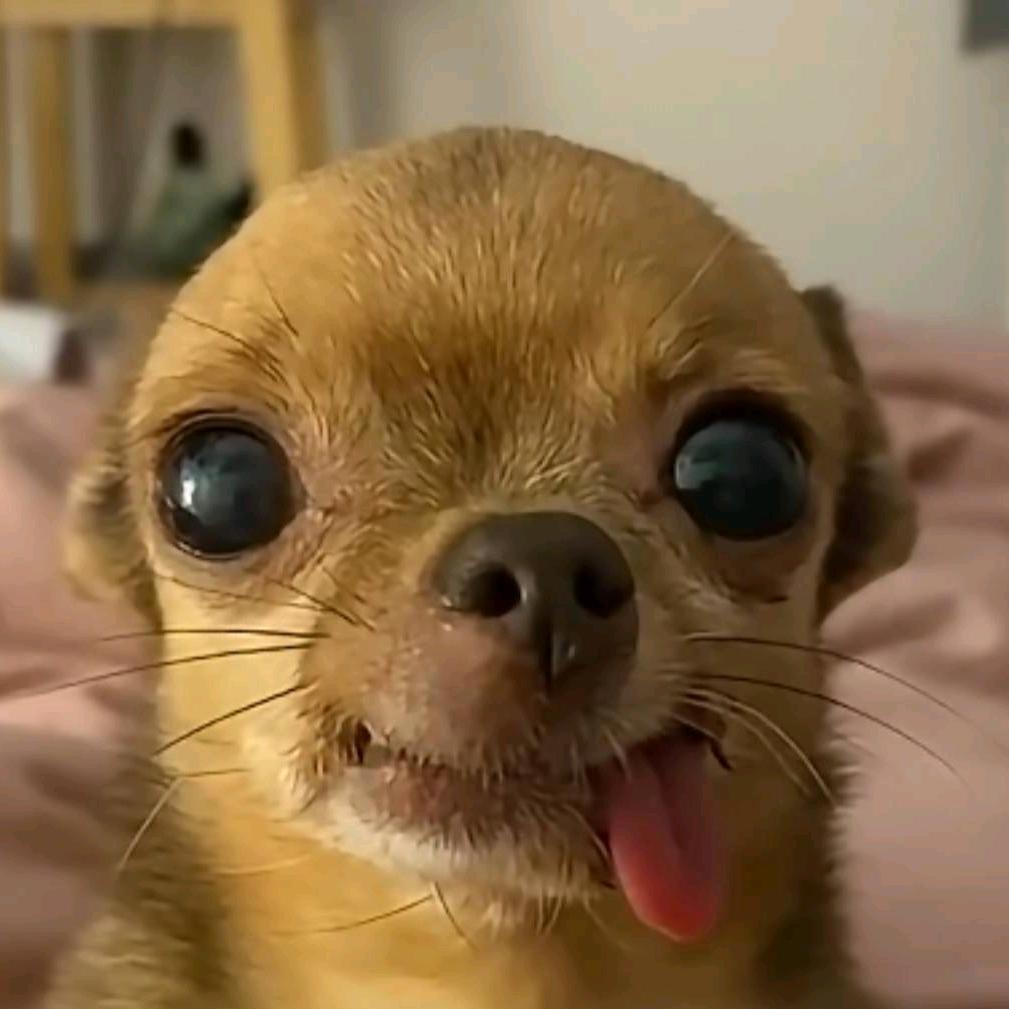 笋