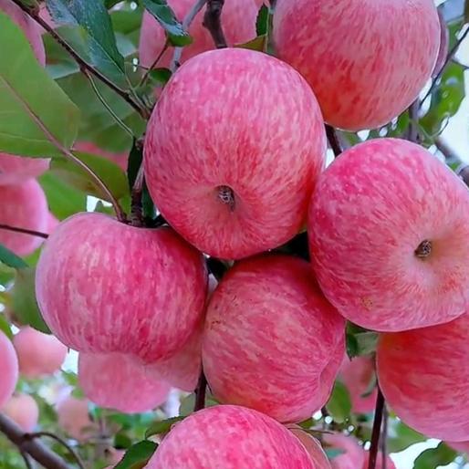 渡米五金丁字口路北