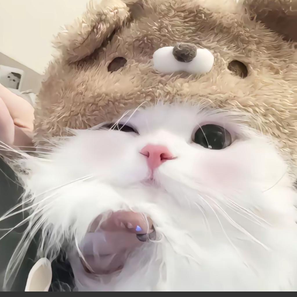 Kitty～₍˄·͈༝·͈˄*₎◞ ̑̑