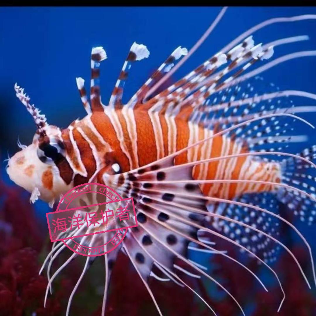 南海水族（小丑鱼的家）