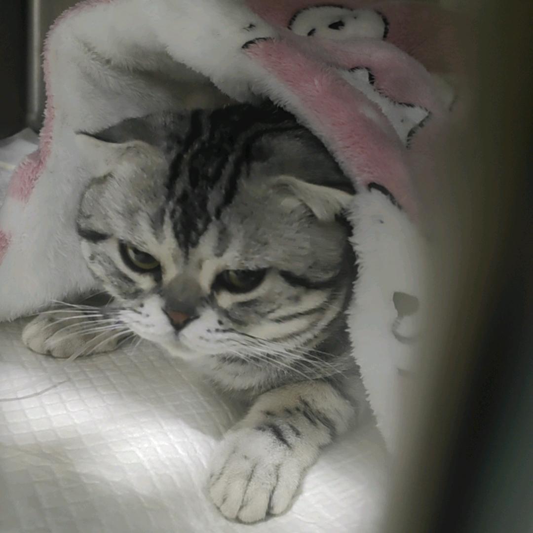 小猫的快乐生活