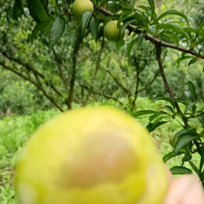 种植果园苗哥