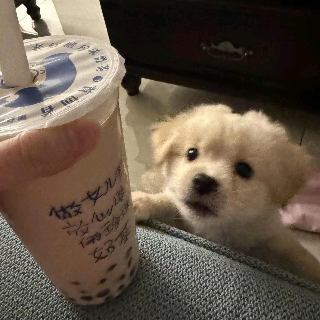 开心小狗嘻嘻