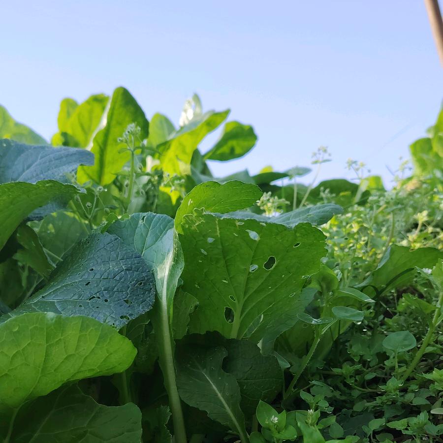 老张《又菜又爱玩》