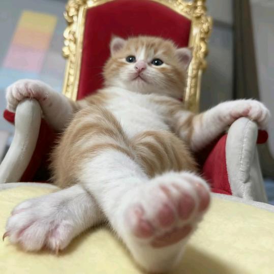 孤独的狼y（起号互）