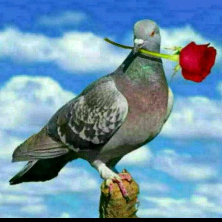 峰哥，回到青年。