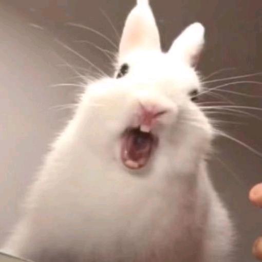 疯兔子