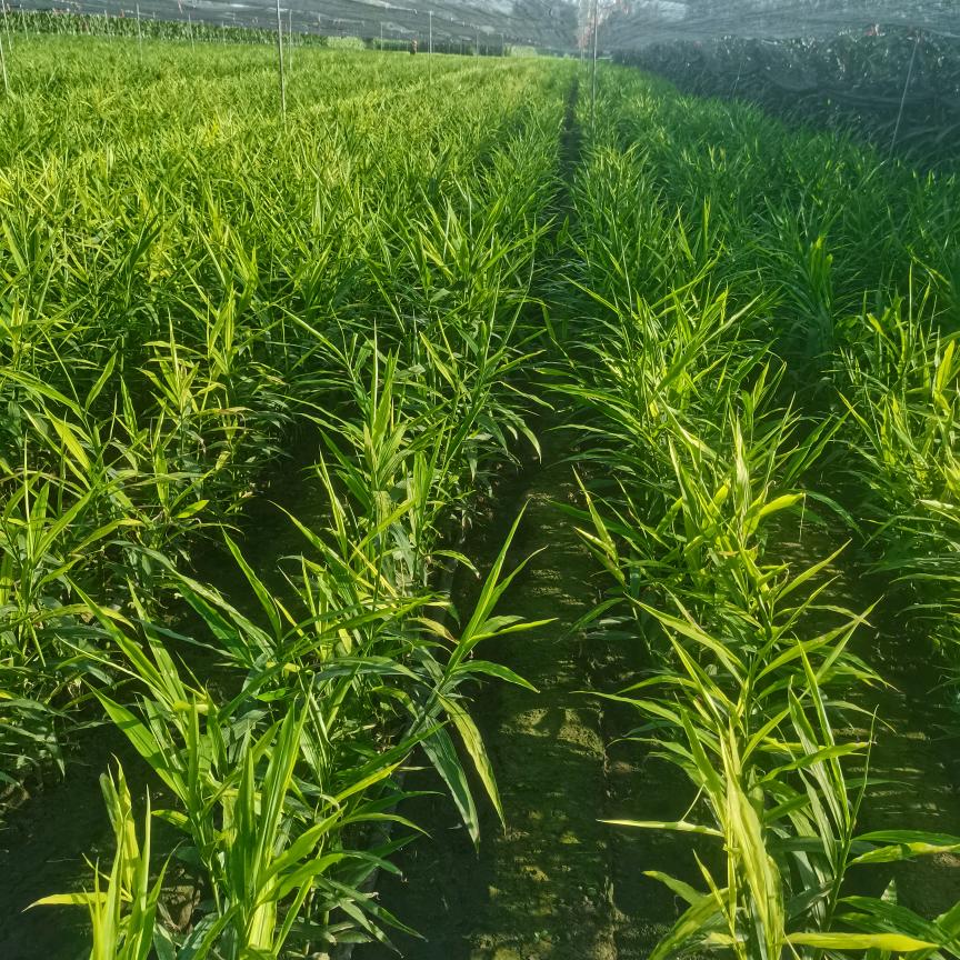 幸运儿（天官赐福）