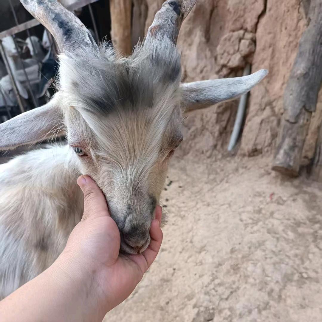 羊羊咩咩