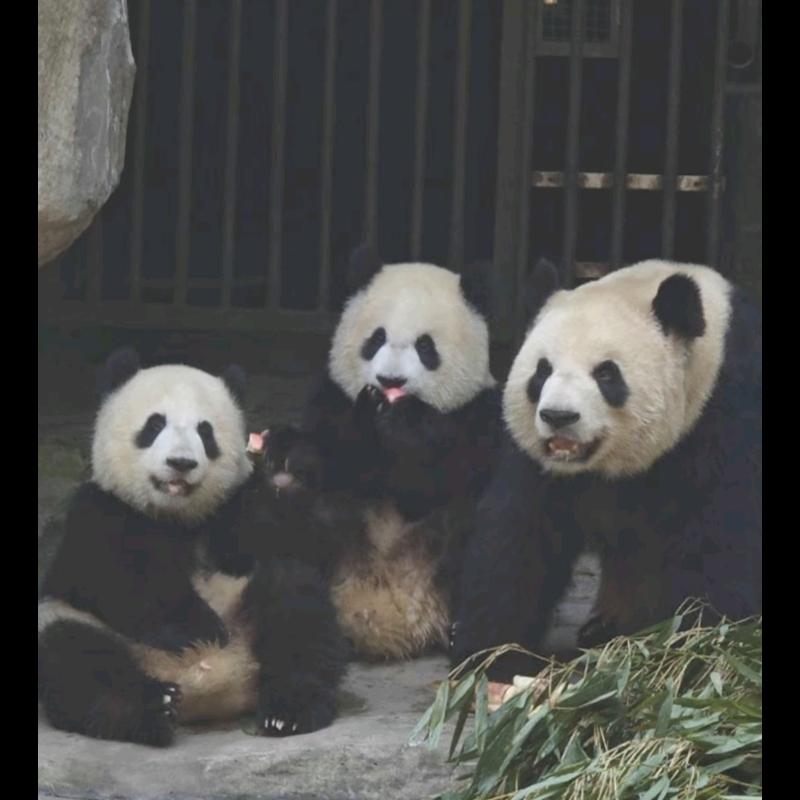 渝爱亲妈粉头像