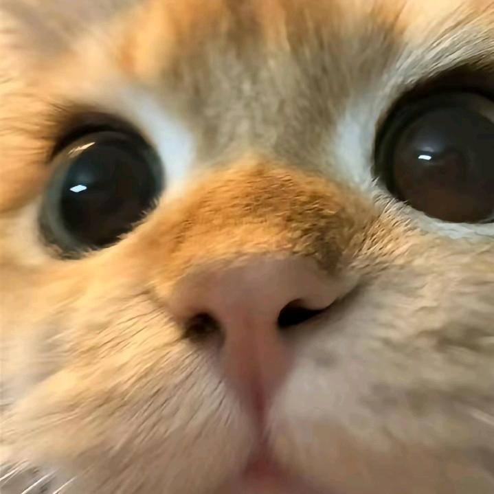 薯条猫