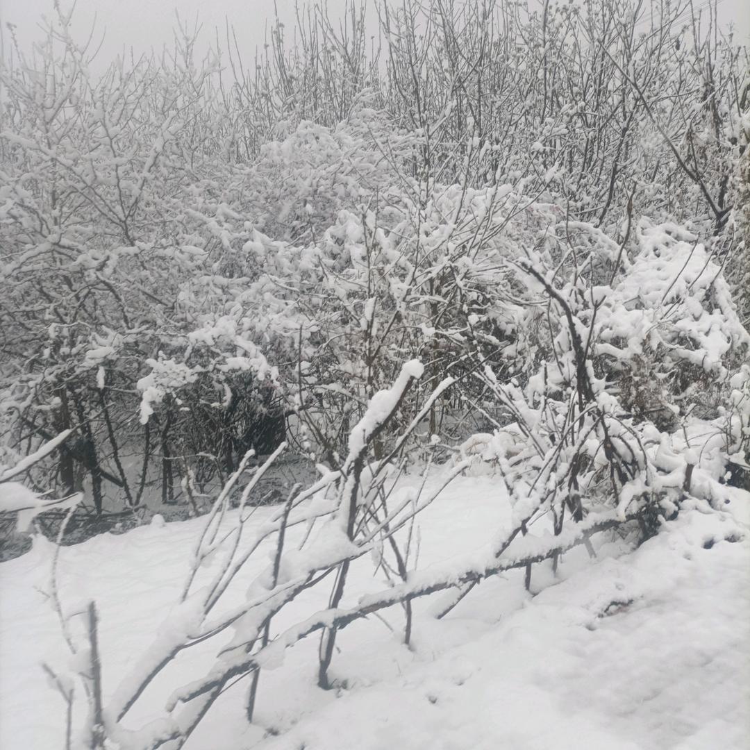 霍哥