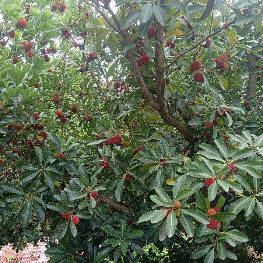 沉默不语