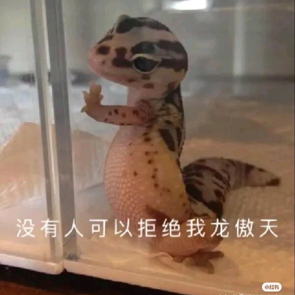 抹柠是只北极兔