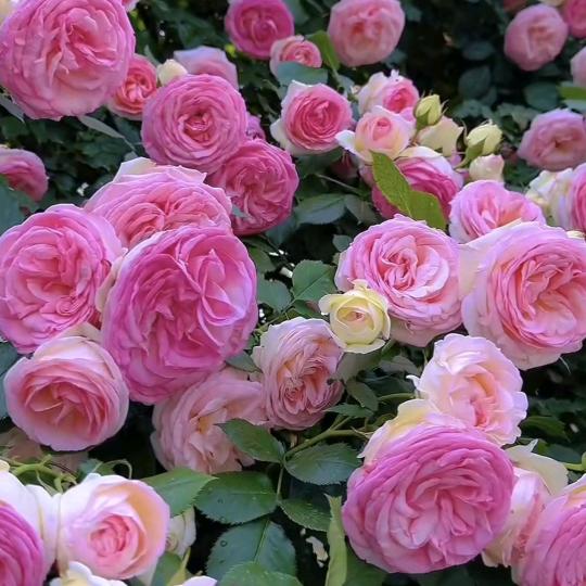 用户5098882524790 is