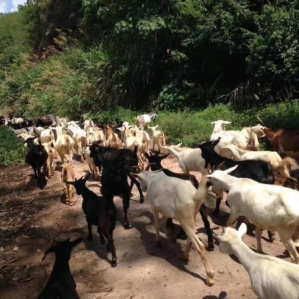 干才水库土山羊