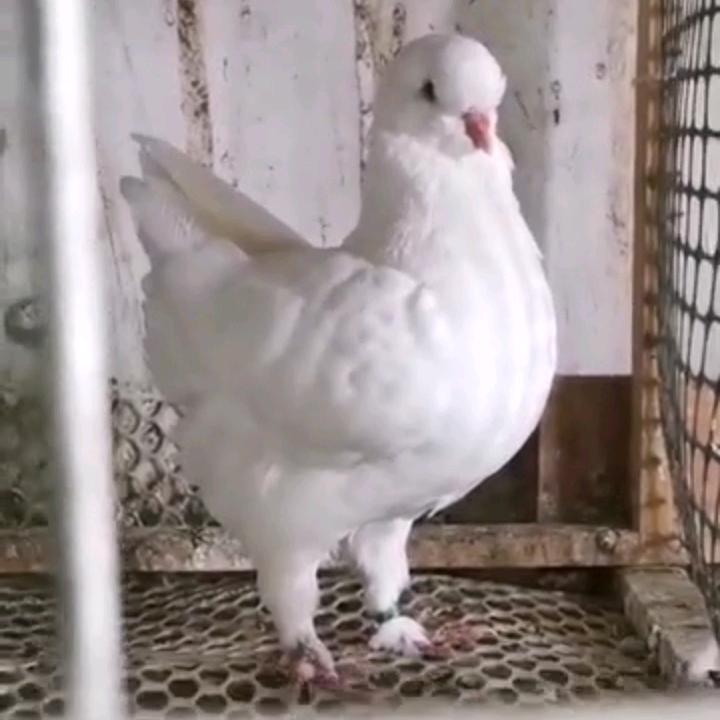 开封 小孟 观赏鸽